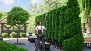 comment trouver un bon jardinier - un jardinier en train de tailler des sapins dans un jardin