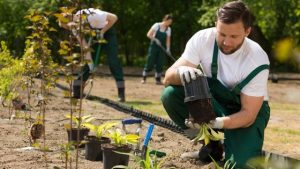 comment devenir paysagiste - une équipe de jardiniers plantant des plantes et s'occupant d'un jardin